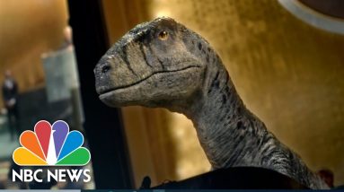 Dinosaur To United Nations: 'Going Extinct Is A Bad Thing'