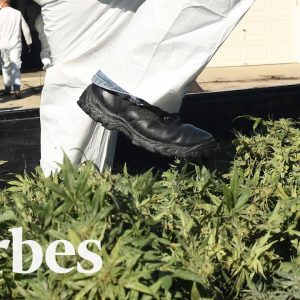 How California's Legal Cannabis Is Sold Illegally Across America | Forbes