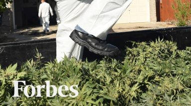 How California's Legal Cannabis Is Sold Illegally Across America | Forbes