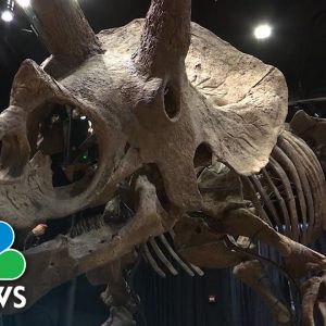 Triceratops Skeleton Sold at Paris Auction For Over $7 Million to American Collector