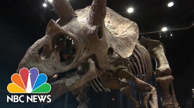 Triceratops Skeleton Sold at Paris Auction For Over $7 Million to American Collector