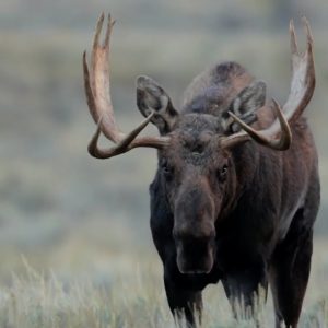 Across America: Moose In Maine | Nightly News Kids Edition