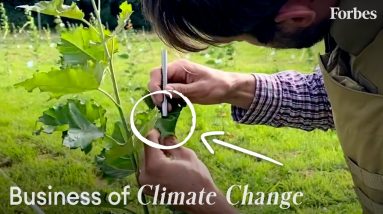 Can These GMO Trees Save The Planet? | Business of Climate Change | Forbes